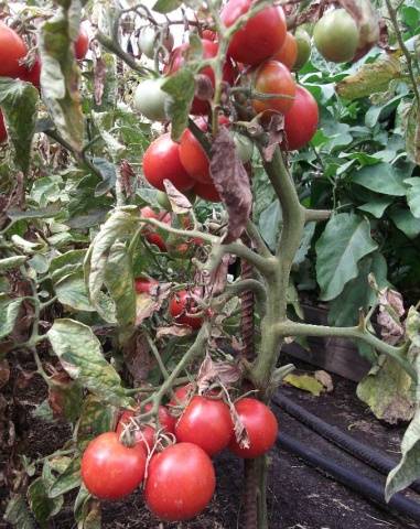 Tomato Syzran pipochka: characteristics and description of the variety