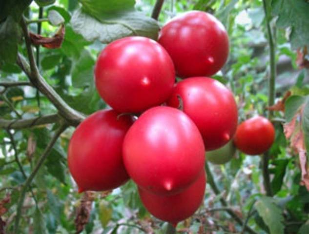 Tomato Syzran pipochka: characteristics and description of the variety