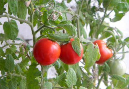 Tomato Taimyr: description, photo, reviews