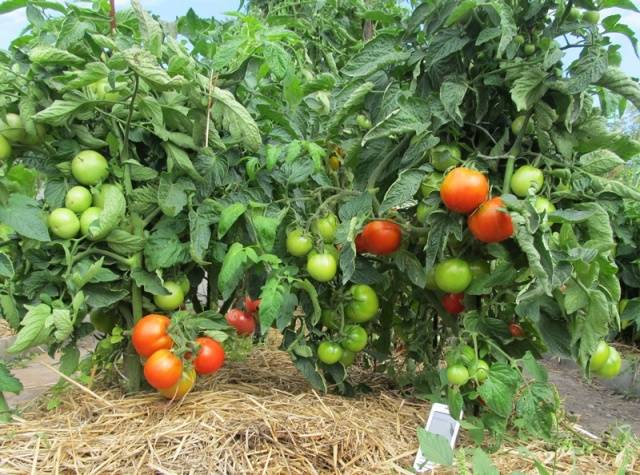 Tomato Taimyr: description, photo, reviews