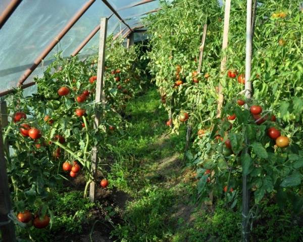 Tomato Taimyr: description, photo, reviews