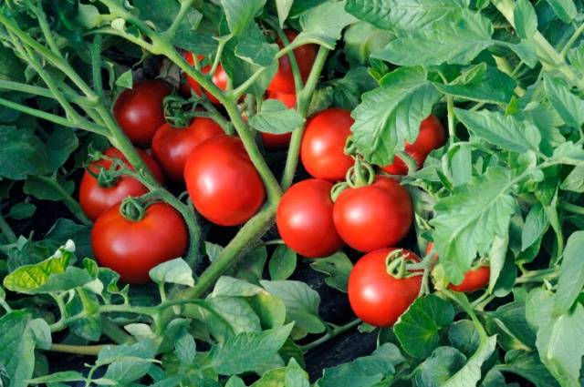 Tomato Taimyr: description, photo, reviews