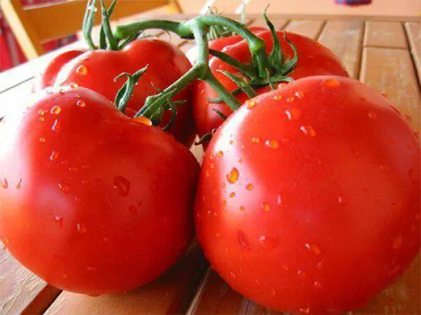 Tomato Tanya: characteristics and description of the variety