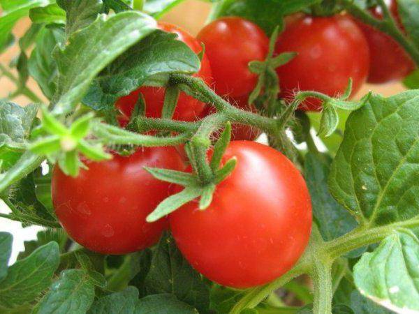 Tomato Tanya: characteristics and description of the variety