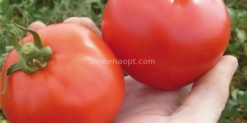 Tomato Tanya: characteristics and description of the variety