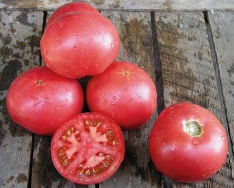 Tomato Tarpan: characteristics and description of the variety