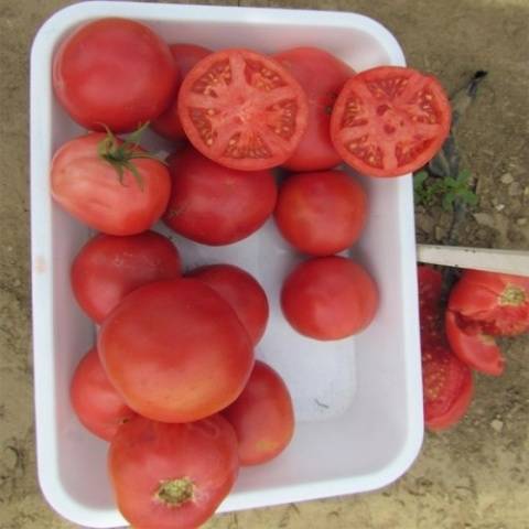 Tomato Tarpan: characteristics and description of the variety