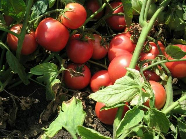 Tomato Tarpan: characteristics and description of the variety