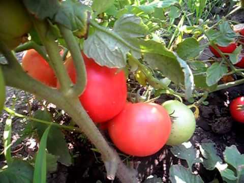 Tomato Tarpan: characteristics and description of the variety