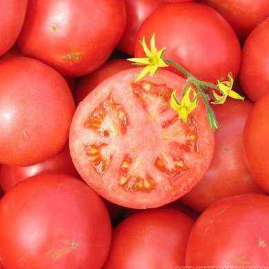 Tomato Tarpan: characteristics and description of the variety