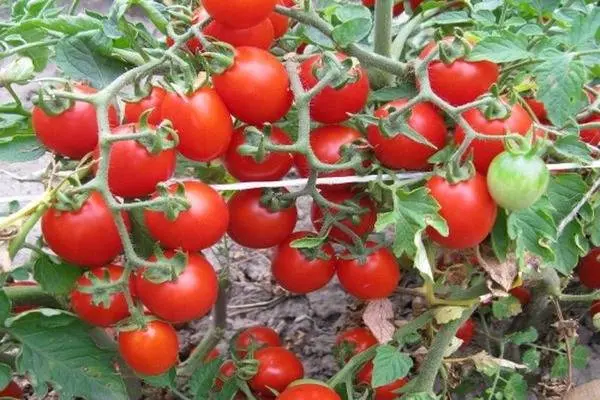 Tomato Thumbelina: reviews, photos, yield