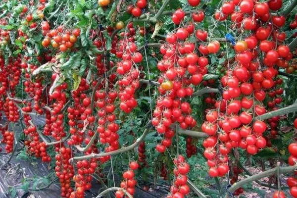 Tomato Thumbelina: reviews, photos, yield