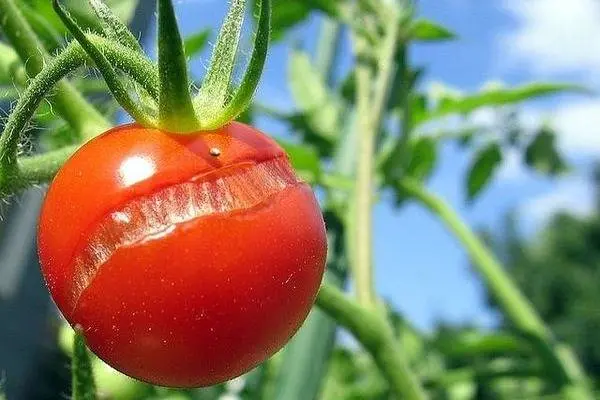 Tomato Thumbelina: reviews, photos, yield