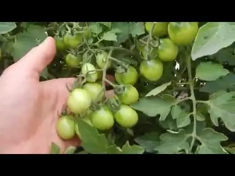 Tomato Thumbelina: reviews, photos, yield