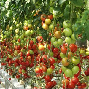 Tomato Tolstoy: characteristics and description of the variety