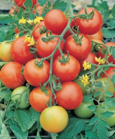 Tomato Tolstoy: characteristics and description of the variety