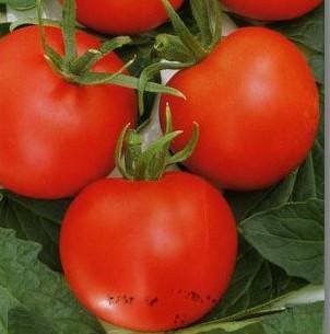 Tomato Tolstoy: characteristics and description of the variety