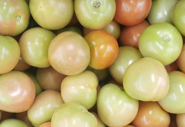 Tomato Tolstoy: characteristics and description of the variety