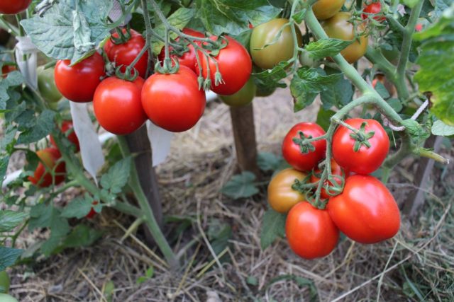 Tomato Torquay F1: reviews, photos of the bush, planting and care