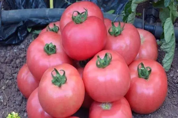 Tomato Tretyakovskiye: variety description, yield