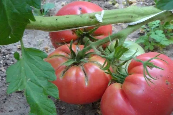 Tomato Tretyakovskiye: variety description, yield