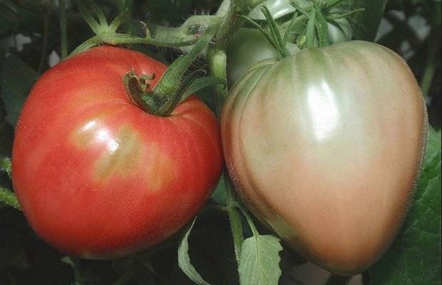 Tomato Tsar Bell: reviews, photos, yield