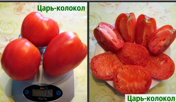 Tomato Tsar Bell: reviews, photos, yield