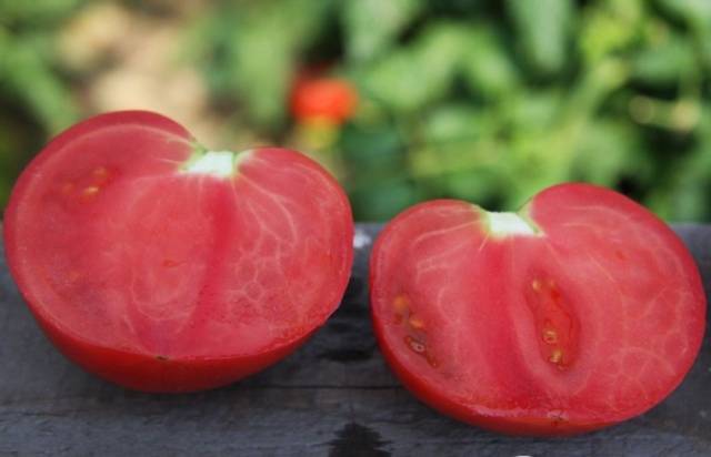 Tomato Tyler F1