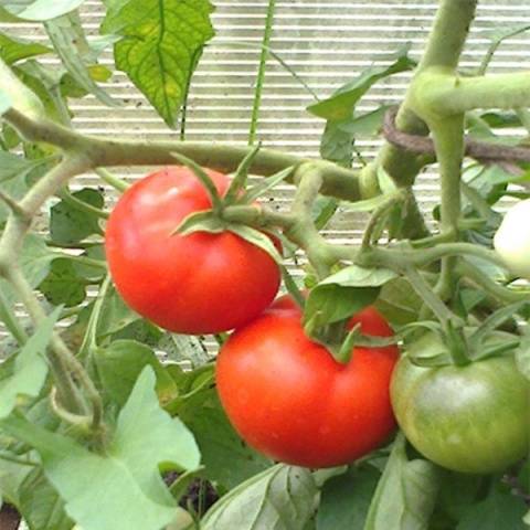 Tomato Ultra-early: reviews, photos, yield