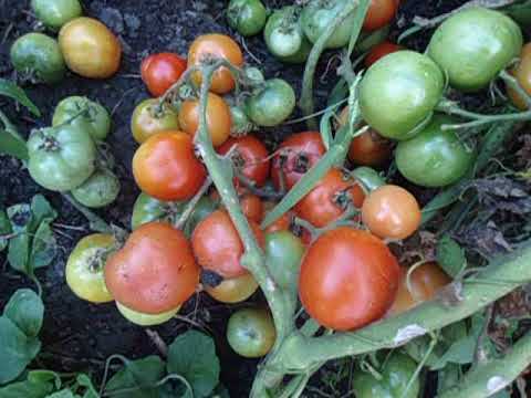 Tomato Ultra-early: reviews, photos, yield