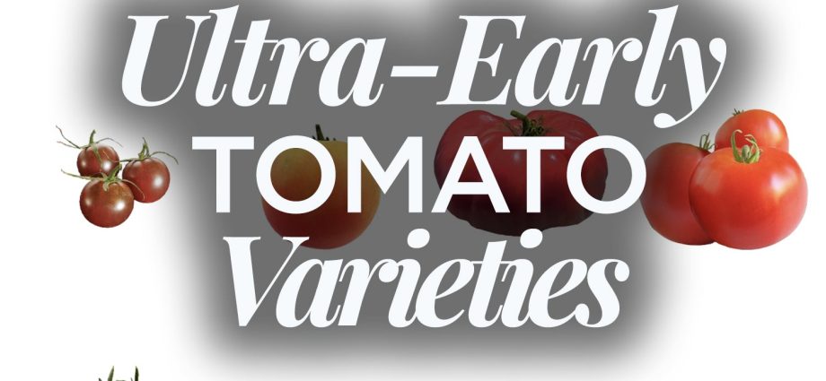 Tomato Ultra-early: reviews, photos, yield