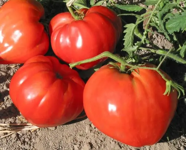 Tomato Ural giant: reviews, photos, yield