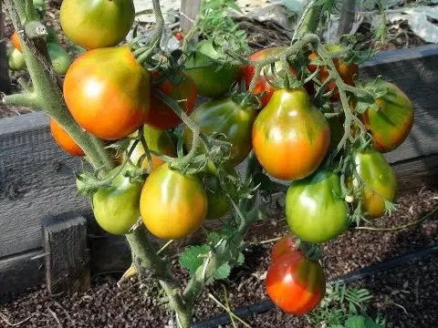 Tomato Ural giant: reviews, photos, yield