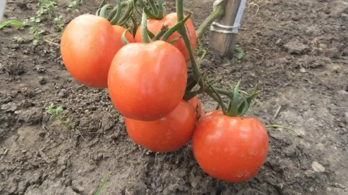 Tomato Ural giant: reviews, photos, yield