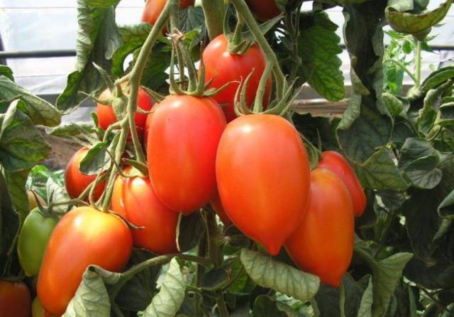 Tomato Valentina: reviews, photos, yield