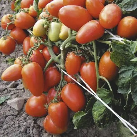 Tomato Valentina: reviews, photos, yield