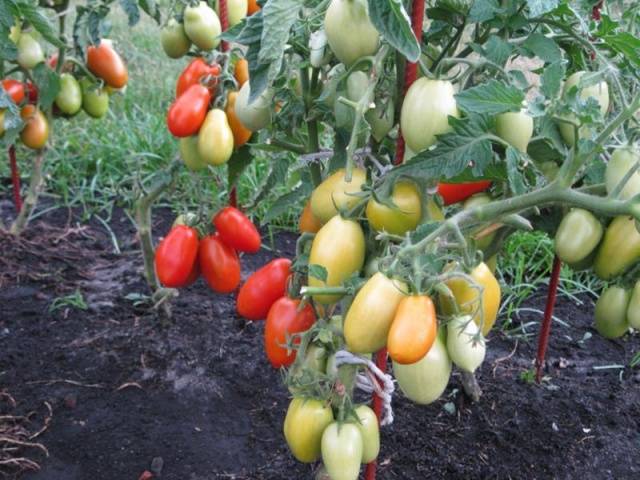 Tomato Valentina: reviews, photos, yield