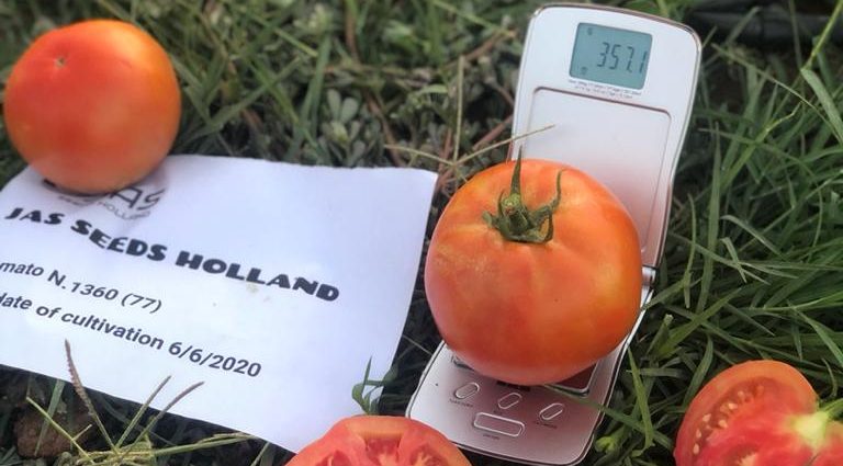 Tomato Valentina: reviews, photos, yield