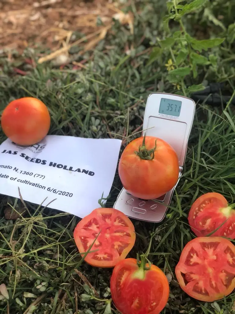 Tomato Valentina: reviews, photos, yield