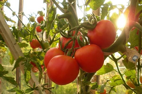 Tomato varieties for open ground