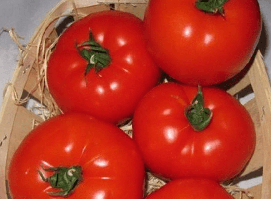 Tomato varieties for open ground