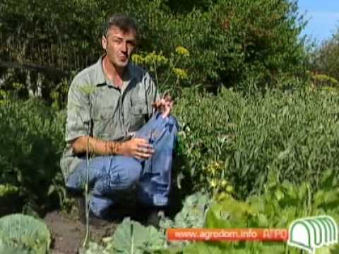 Tomato varieties for open ground