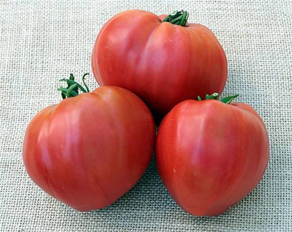 Tomato varieties for open ground