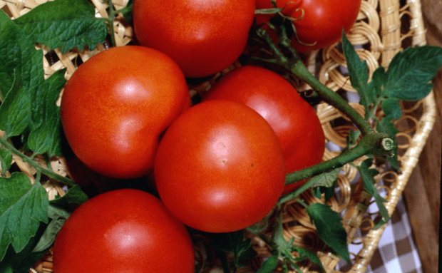 Tomato varieties for open ground