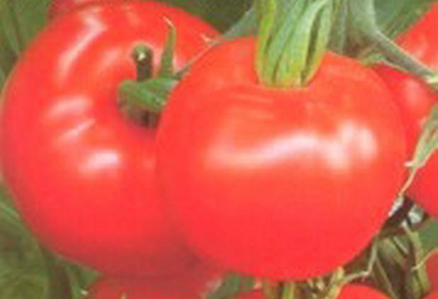 Tomato varieties for open ground