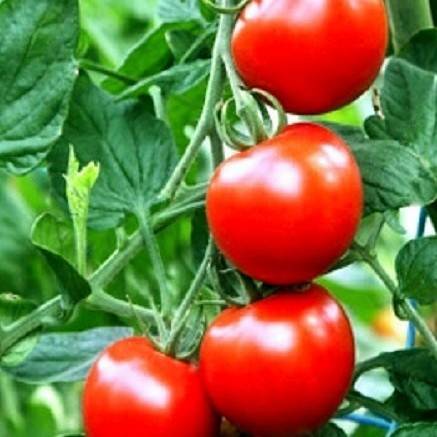 Tomato varieties for open ground