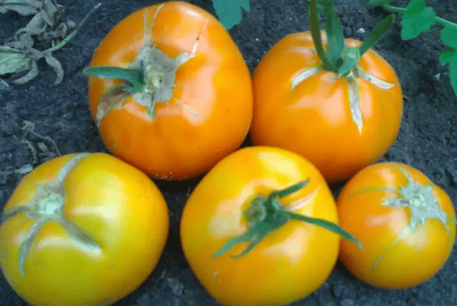 Tomato varieties for open ground