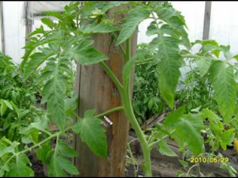 Tomato varieties for open ground