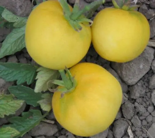 Tomato varieties Peach: reviews, photos