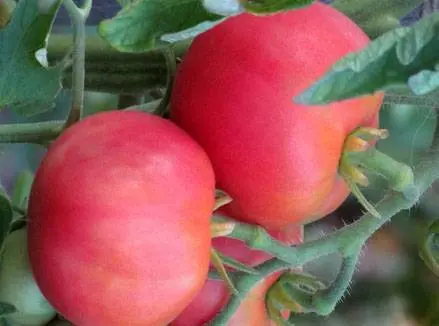 Tomato varieties Peach: reviews, photos